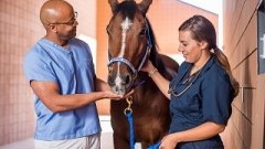 Doctors helping to care for equestrian life