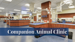 Veterinary exam room at the Midwestern University Companion Animal Clinic in Glendale, AZ.