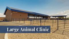 Outdoor paddock at the Midwestern University Large Animal Clinic in Glendale, AZ.