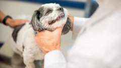 small dog being examined by vet