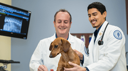 Midwestern University students examining a dog.