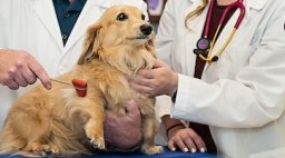 MWU Animal Health Institute veterinarian examines light brown dog's reflex.