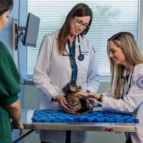 Student and professor examining a cat while owner observes
