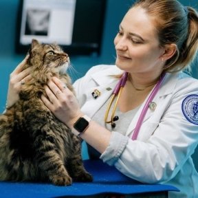 cat being examined by vet