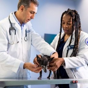 two vets examining a dog