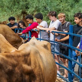 A group of students leans over a blue metal fence to interact with cattle during an outdoor educational visit.