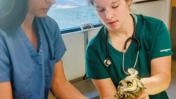 Vet Student Examining Animal