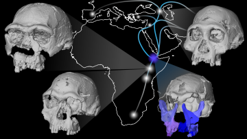 Fossil fragments of a face as well as teeth were reassembled to produce the most complete cranium of a human ancestor from this time in the Horn of Africa.