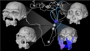 Four 3D-rendered ancient human skulls arranged around a map of Africa and the Middle East, illustrating early human migration routes.