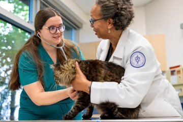 Student and clnical professor examine a cat