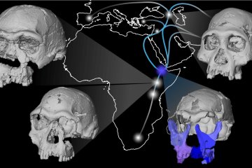 Fossil fragments of a face as well as teeth were reassembled to produce the most complete cranium of a human ancestor from this time in the Horn of Africa.