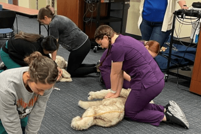 Veterinary medicine students practice CPR on dog manikins.
