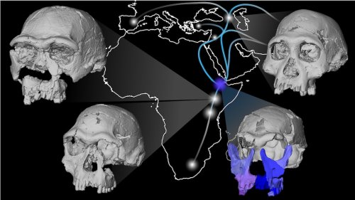 Four 3D-rendered ancient human skulls arranged around a map of Africa and the Middle East, illustrating early human migration routes.