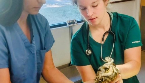 Vet Student Examining Animal