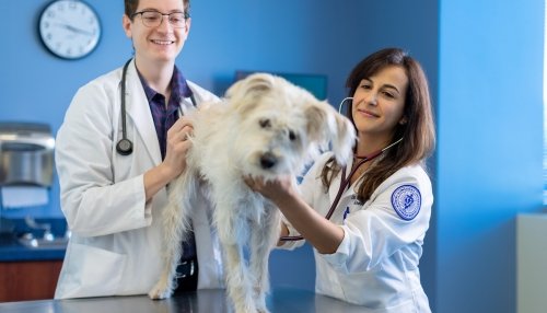 Student and faculty with small white dog in Companion Animal Clinic