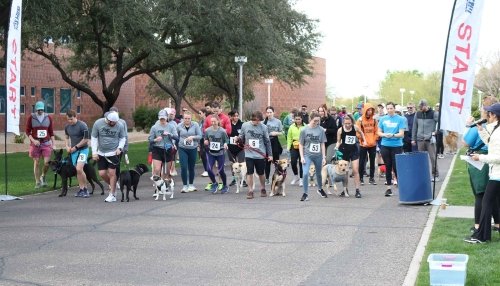 Dogs and owners run 5k race.