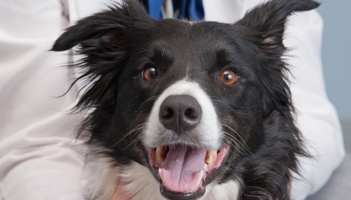 Black and white dog at the MWU Animal Health Institute.
