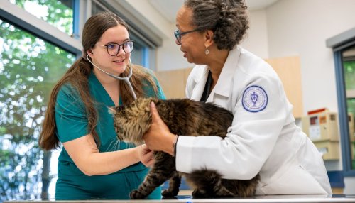 Student and clnical professor examine a cat