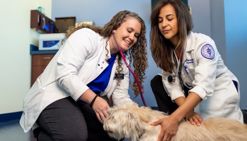 Two veterinary students in white lab coats examine a dog with a stethoscope in a clinic setting.