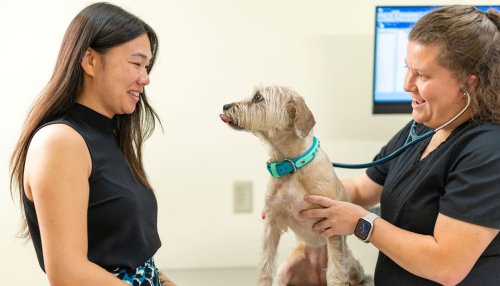 Veterinarian examines small dog at the MWU Companion Animal Clinic.
