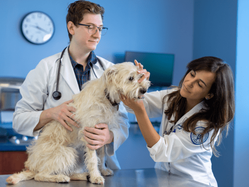 Veterinary Medicine student examines white dog.