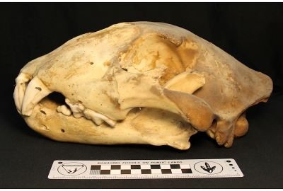 ARCIVES skull specimen
