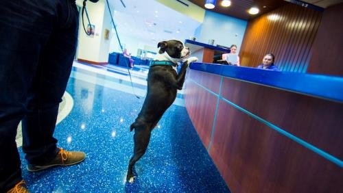 dog near vet lobby desk