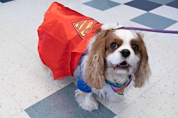 Therapy dog Benny is dressed in a Superman costume.
