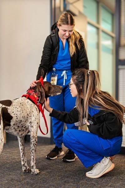 Therapy dogs dressed in Valentine fashion comforted students.