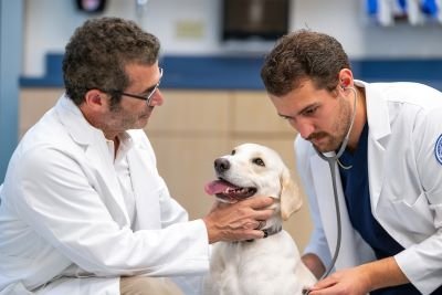 Faculty and student provide health care to dog